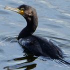 Ein Kormoran  nach einem Tauchgang