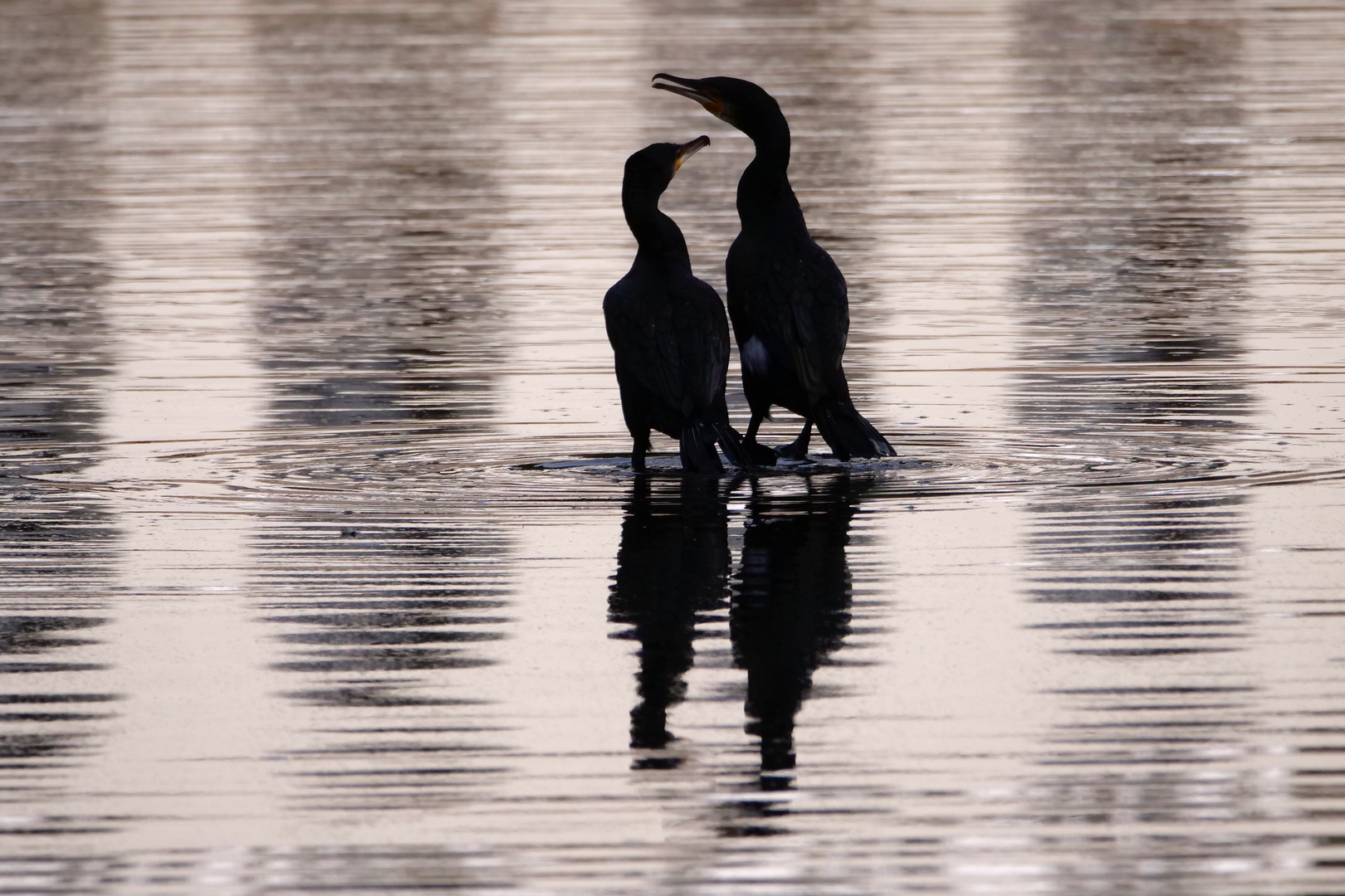 Ein Kormoran-Pärchen im Gegenlicht. 