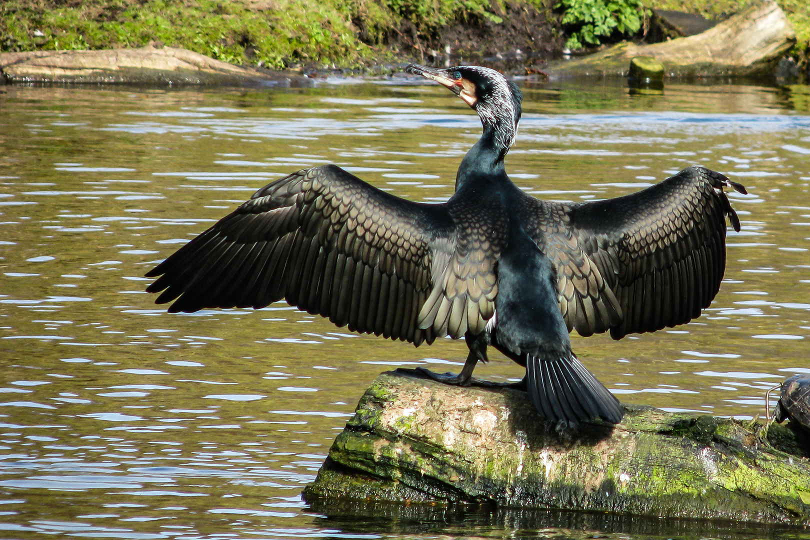 Ein Kormoran präsentiert sich