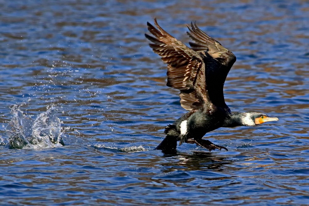 ein Kormoran startet