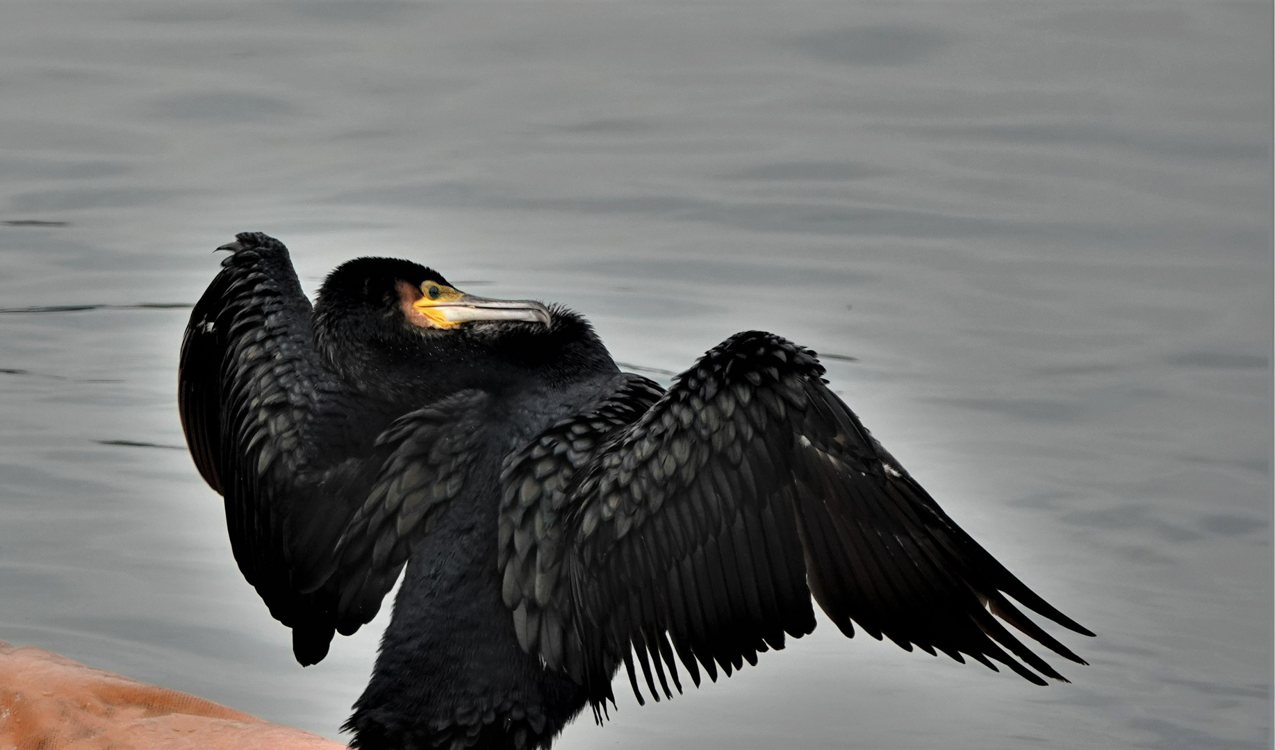 Ein Kormoran stellt sich in Pose