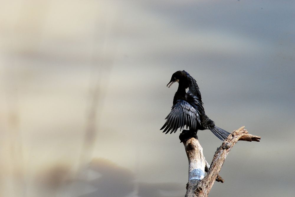 EIn Kormoran trocknet seine Flügel in der indischen Hitze