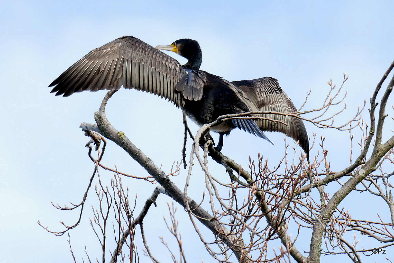 Ein Kormoran vom Schloss Rheydt ...