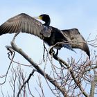 Ein Kormoran vom Schloss Rheydt ...