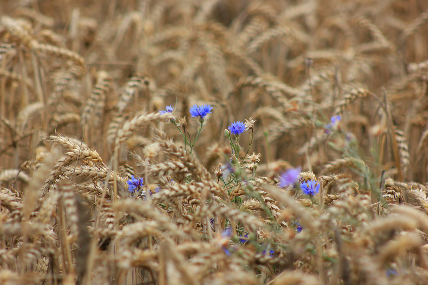 Ein Korn im Feld