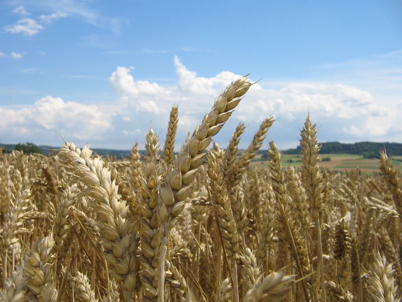 Ein Korn im Feldbett