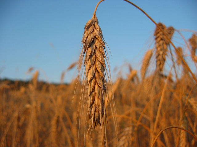 ein korn im kornfeld