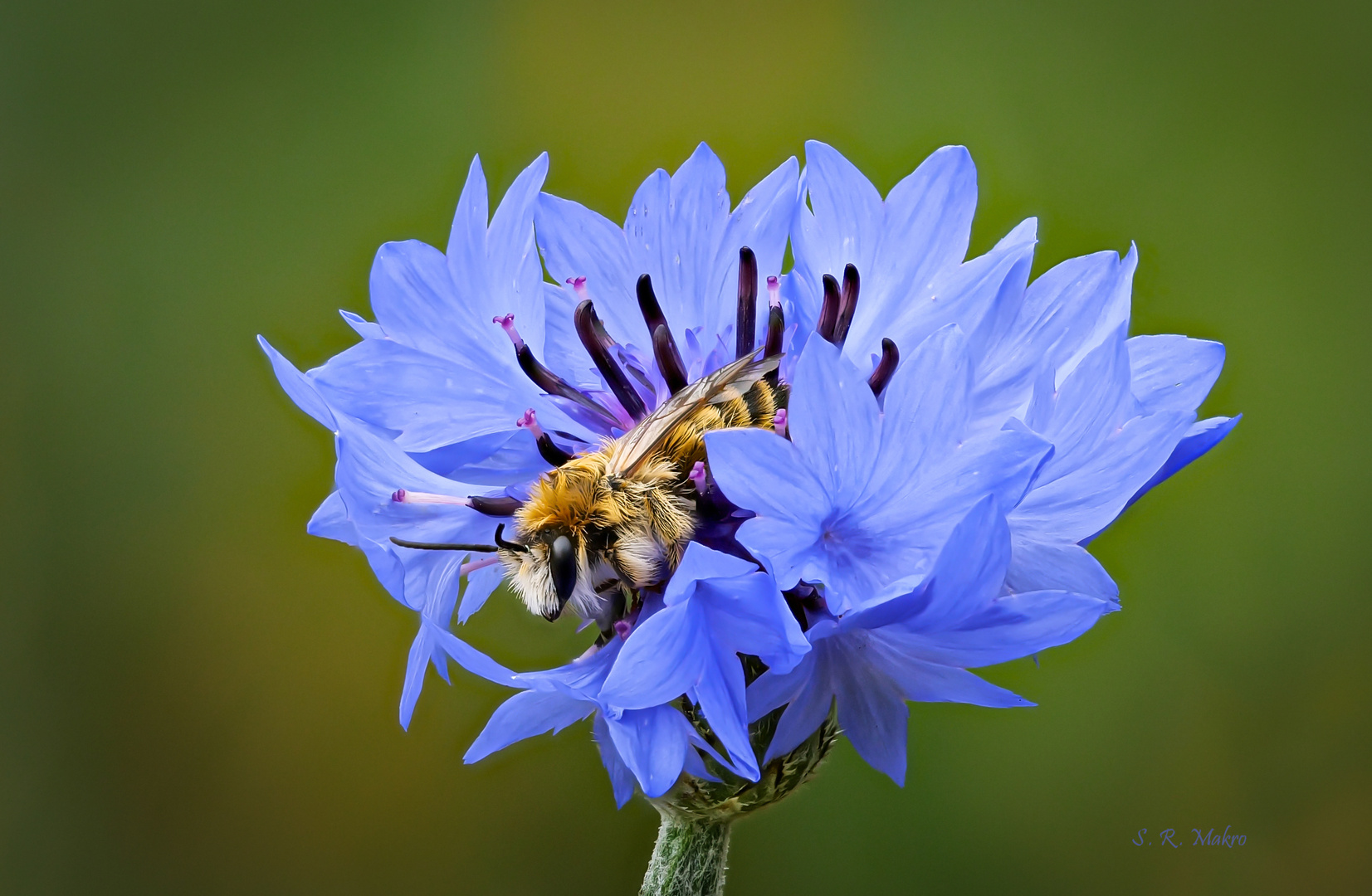 Ein Kornblumenbett