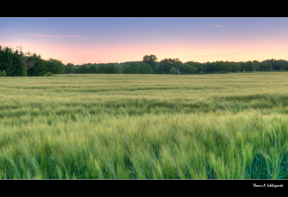 Ein Kornfeld bei Abenddämmerung