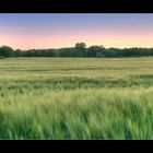 Ein Kornfeld bei Abenddämmerung