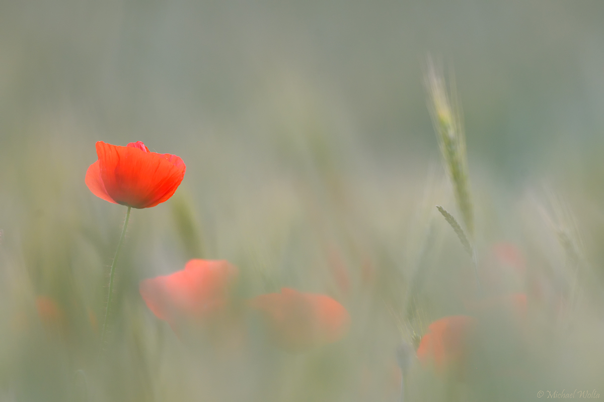 Ein Kornfeld