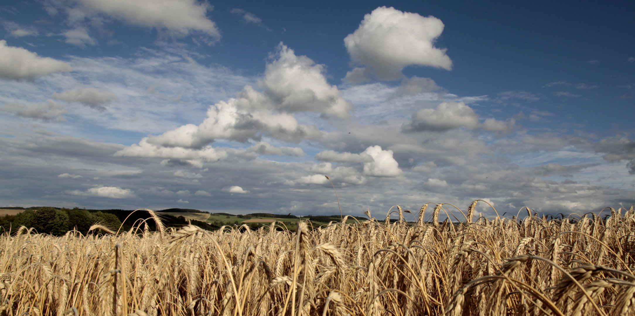 Ein Kornfeld im Erzgebirge