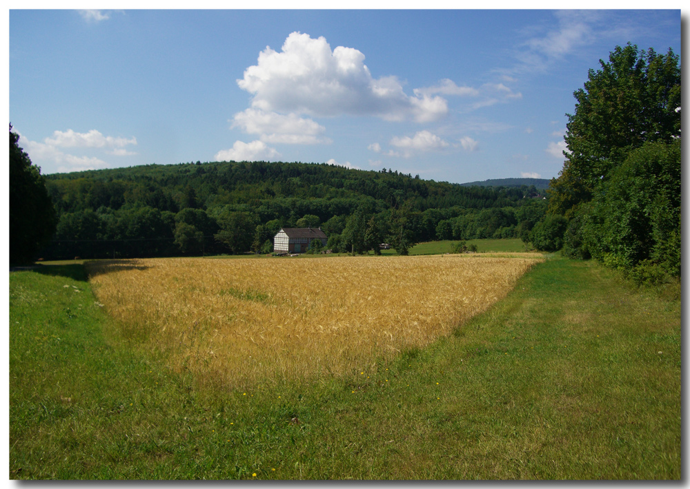 Ein Kornfeld im Hohen Vogelsberg