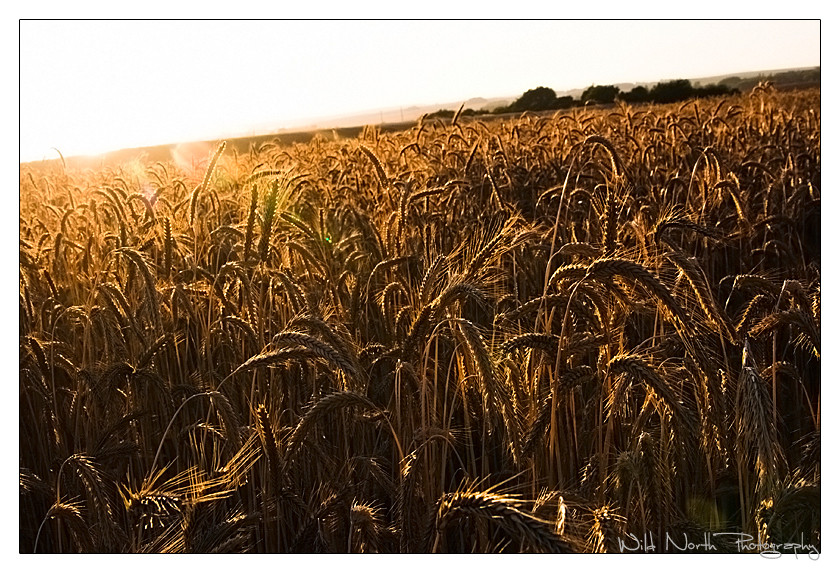 Ein Kornfeld im Sonnenuntergang