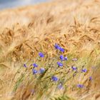 ein Kornfeld - im Winde verweht