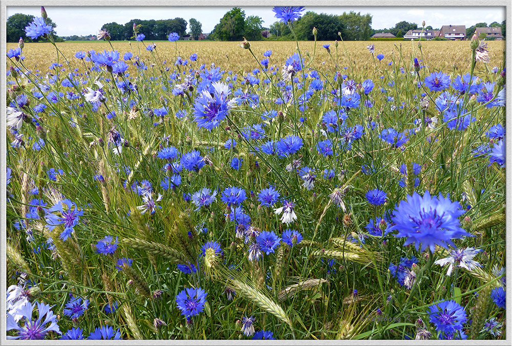 Ein Kornfeld mit Kornblumen