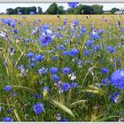 Ein Kornfeld mit Kornblumen