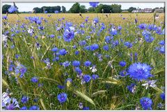 Ein Kornfeld mit Kornblumen