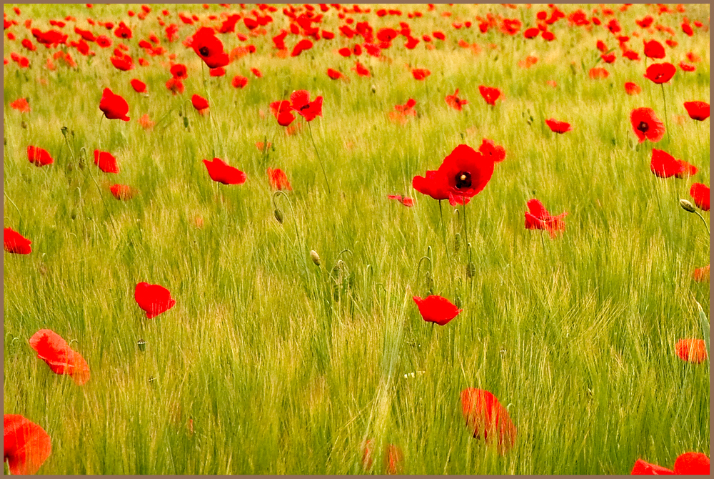 Ein Kornfeld mit viel Mohn.......