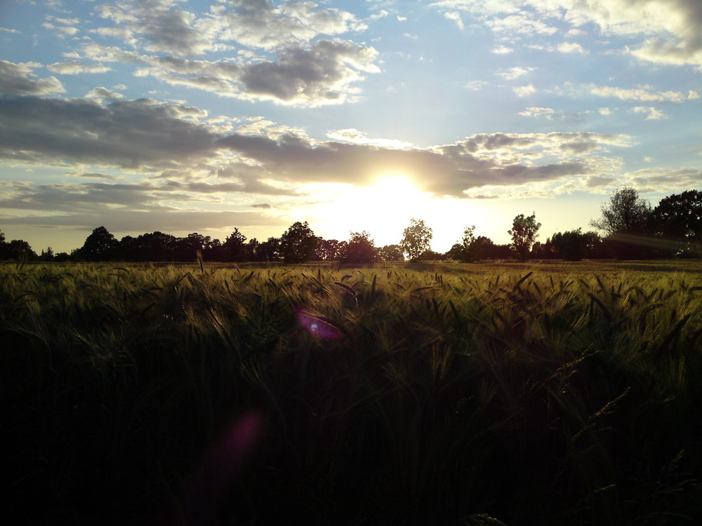 Ein Kornfeld unter der Sonne