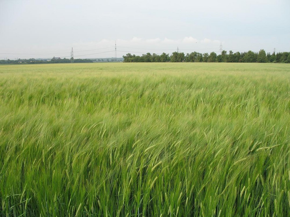 Ein Kornfeld ... vom Wind bewegt