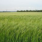 Ein Kornfeld ... vom Wind bewegt