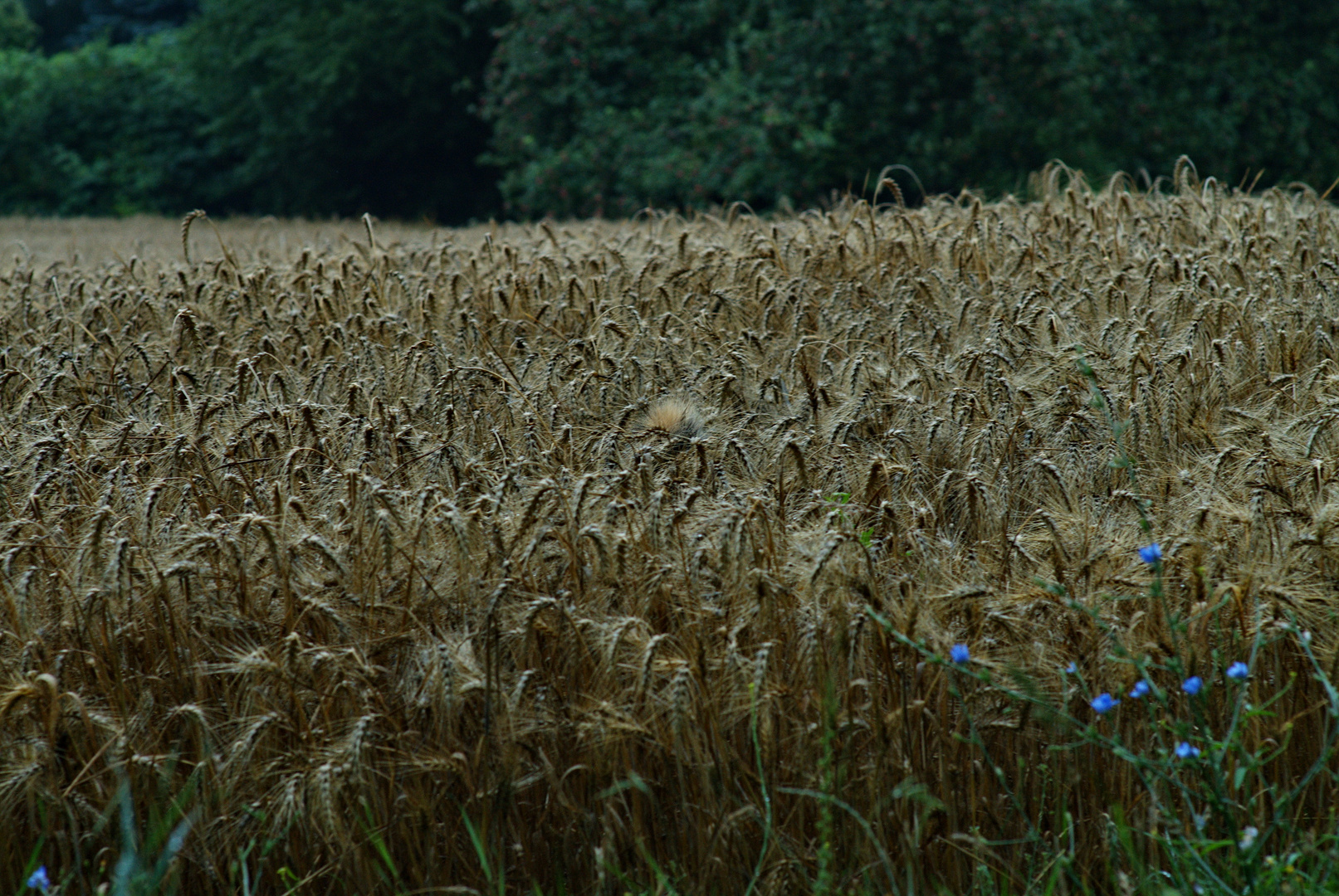 ein Kornfeld - was ist hier versteckt?