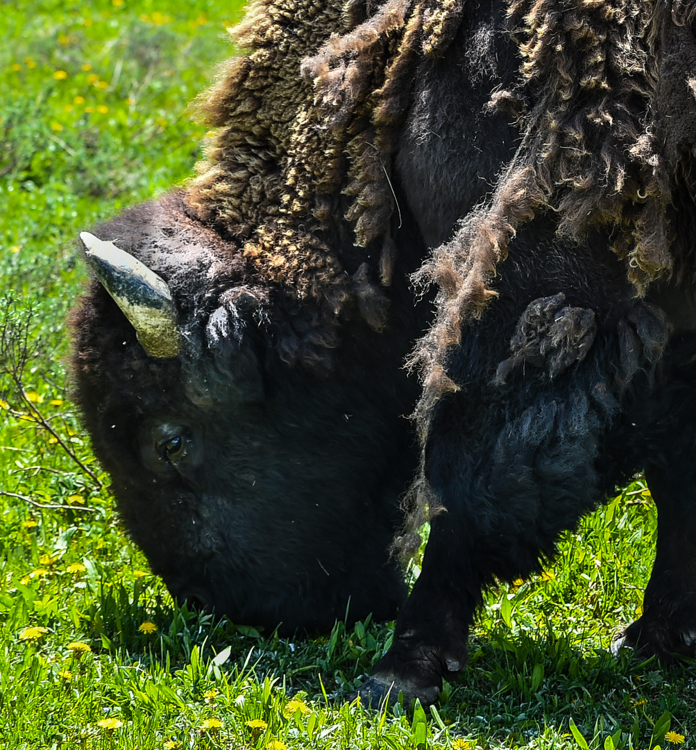 Ein kräftiger Bulle DSC_37172 Foto & Bild usa, natur, tiere Bilder
