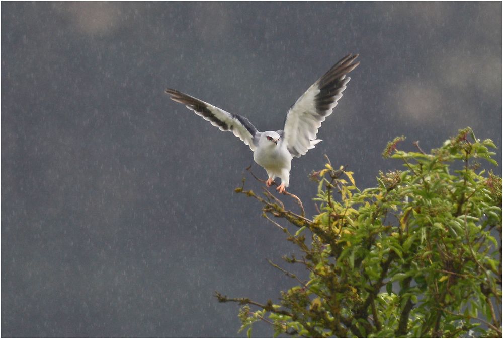 Ein kräftiger Regenschauer