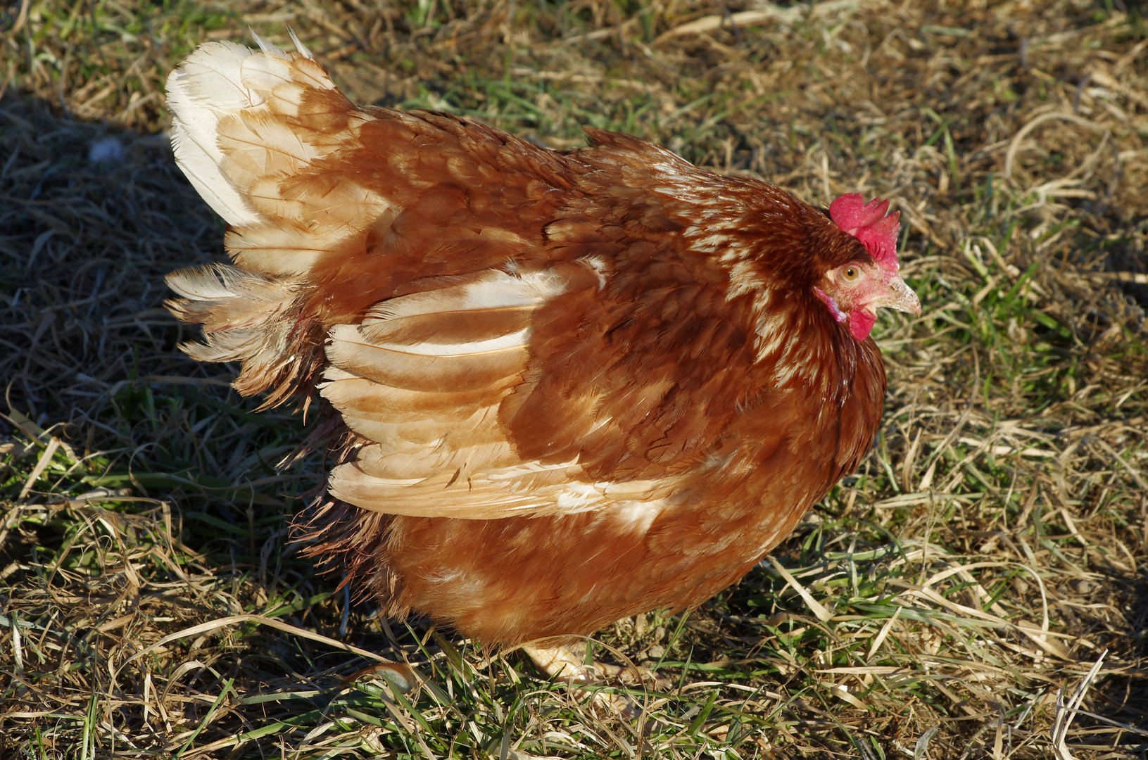 ...ein kräftiges Huhn