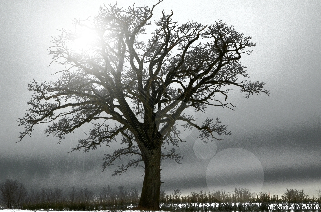 Ein kraftvoller Baum