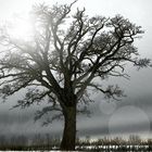 Ein kraftvoller Baum