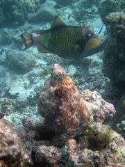 Ein Krake spielt Koralle