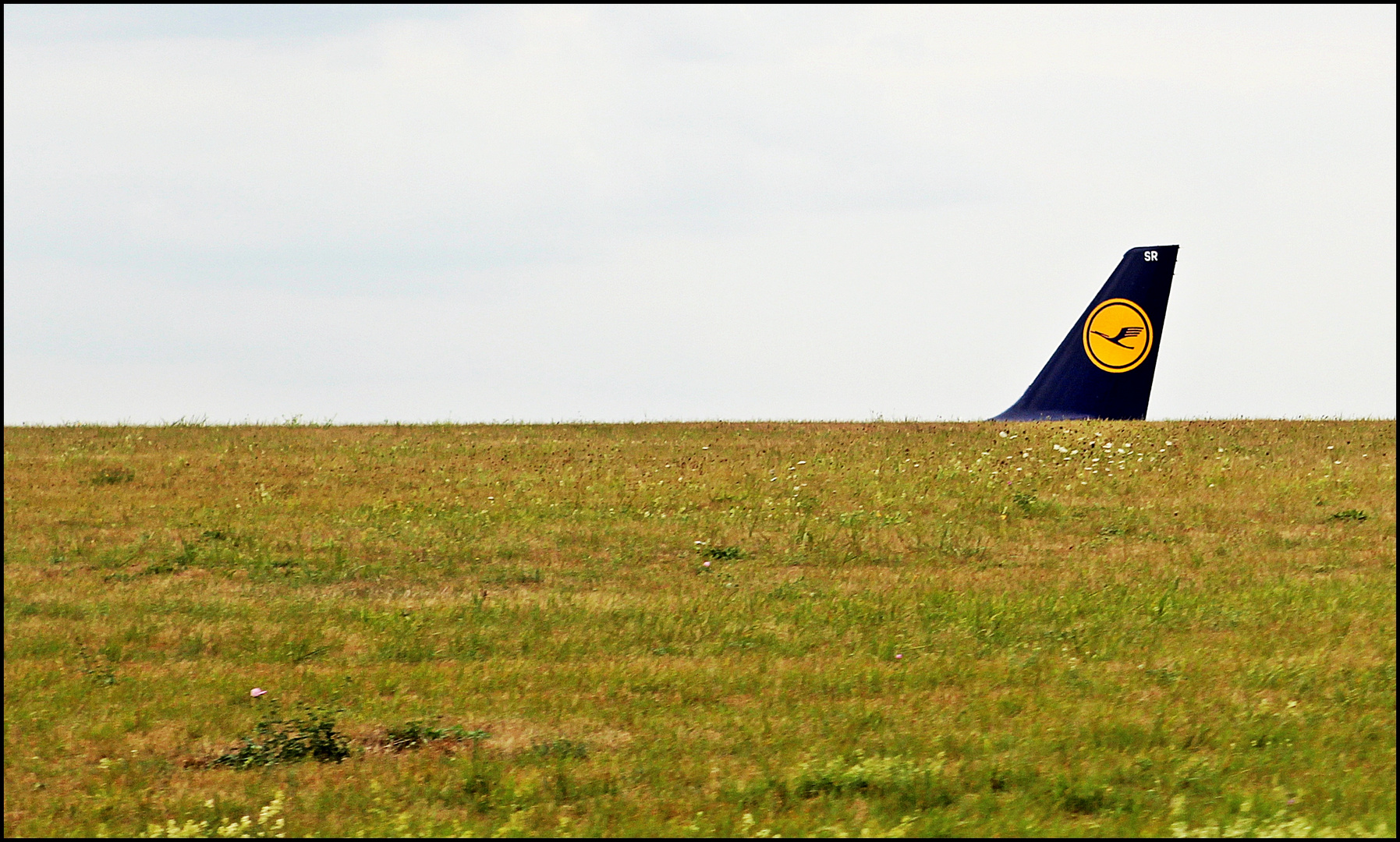 ein Kranich am Horizont