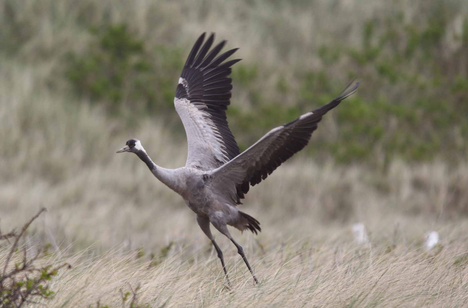 ein Kranich auf Helgoland-Besuch