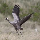 ein Kranich auf Helgoland-Besuch