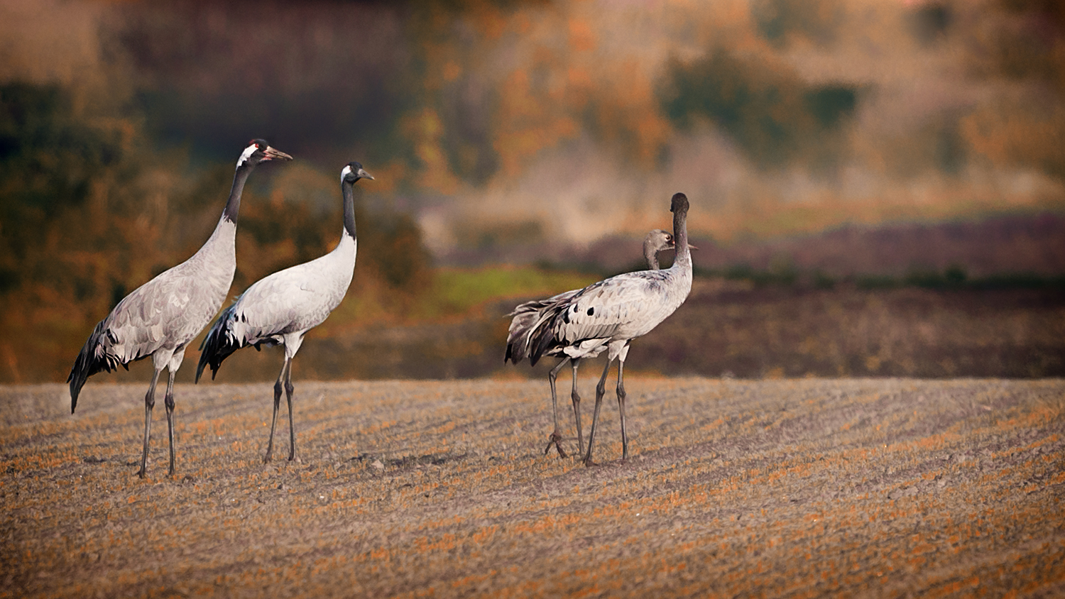 Ein Kranichfamilie während des herbstlichen Vogelzugs