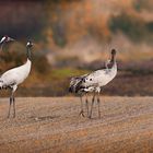 Ein Kranichfamilie während des herbstlichen Vogelzugs