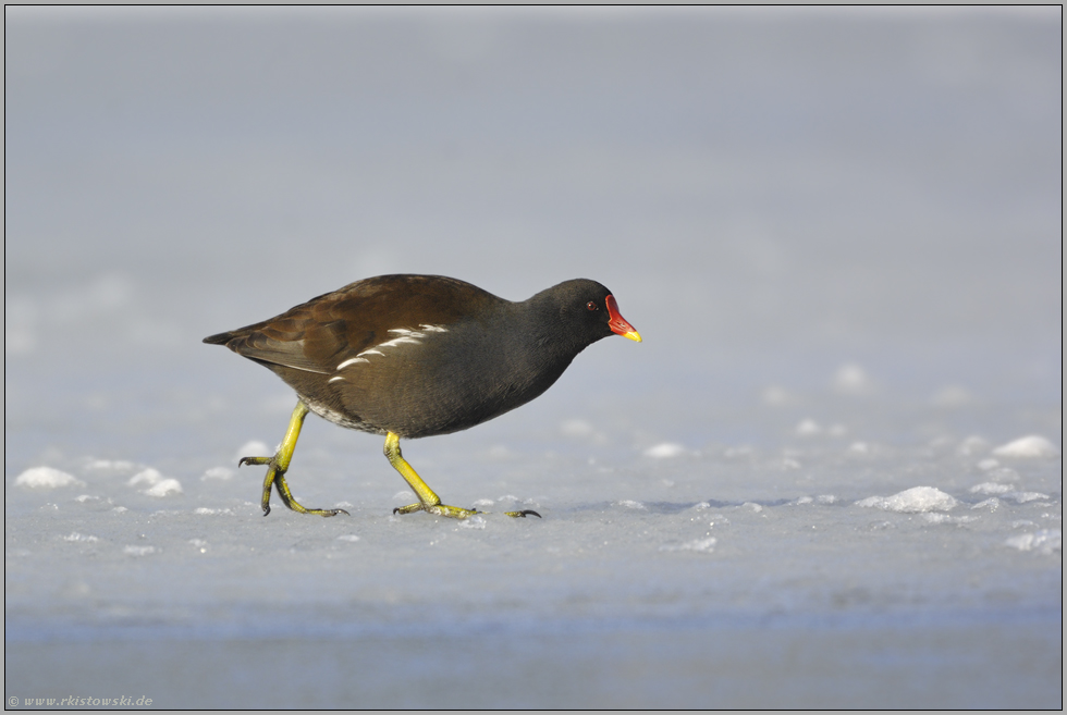 ein Kranichvogel... Teichralle *Gallinula chloropus*