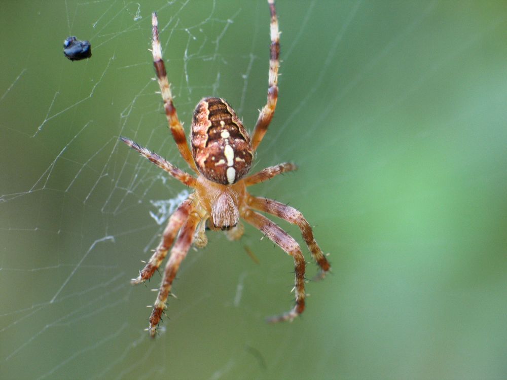 Ein Kreuz mit der Spinne