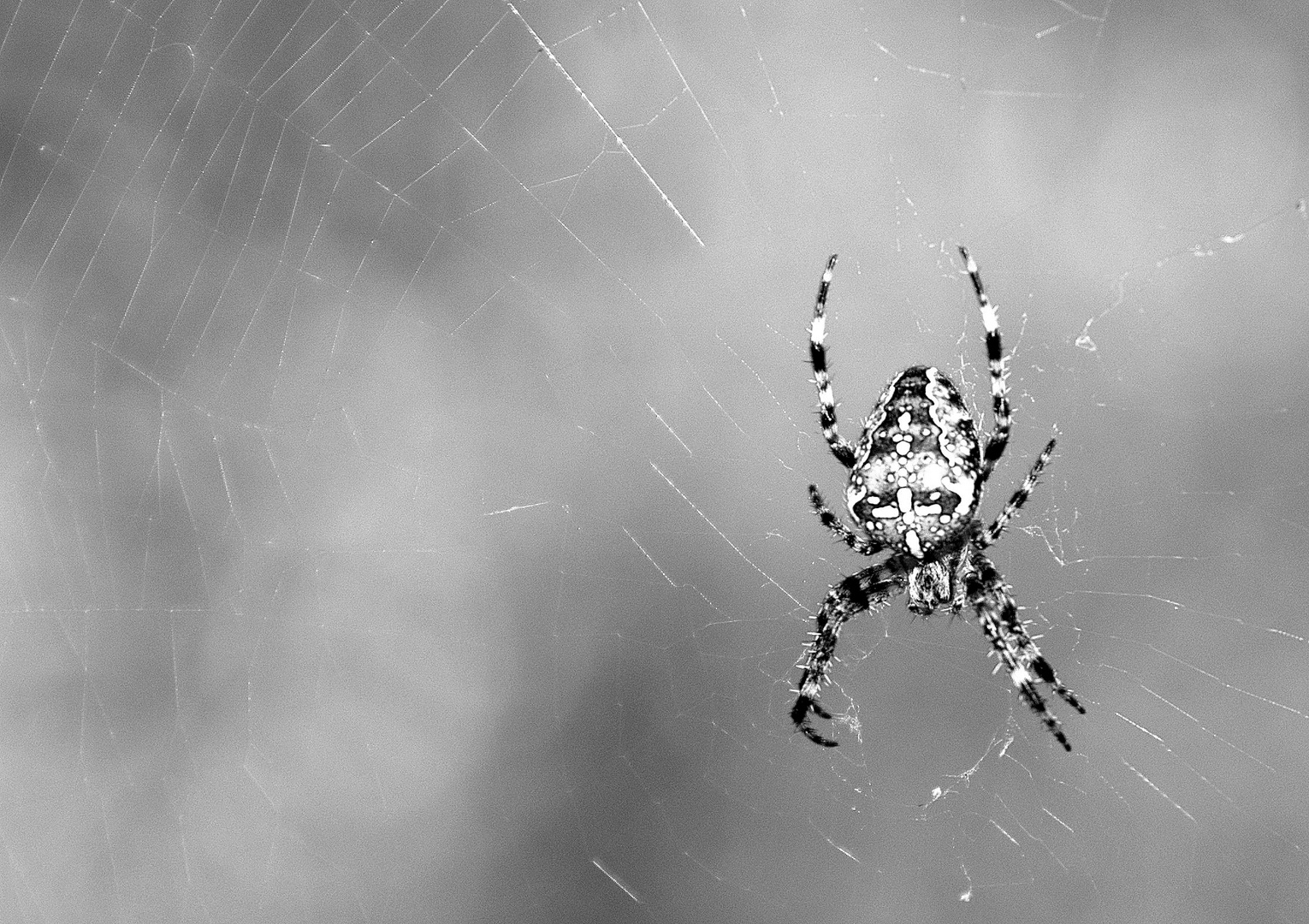 Ein Kreuz mit der Spinne