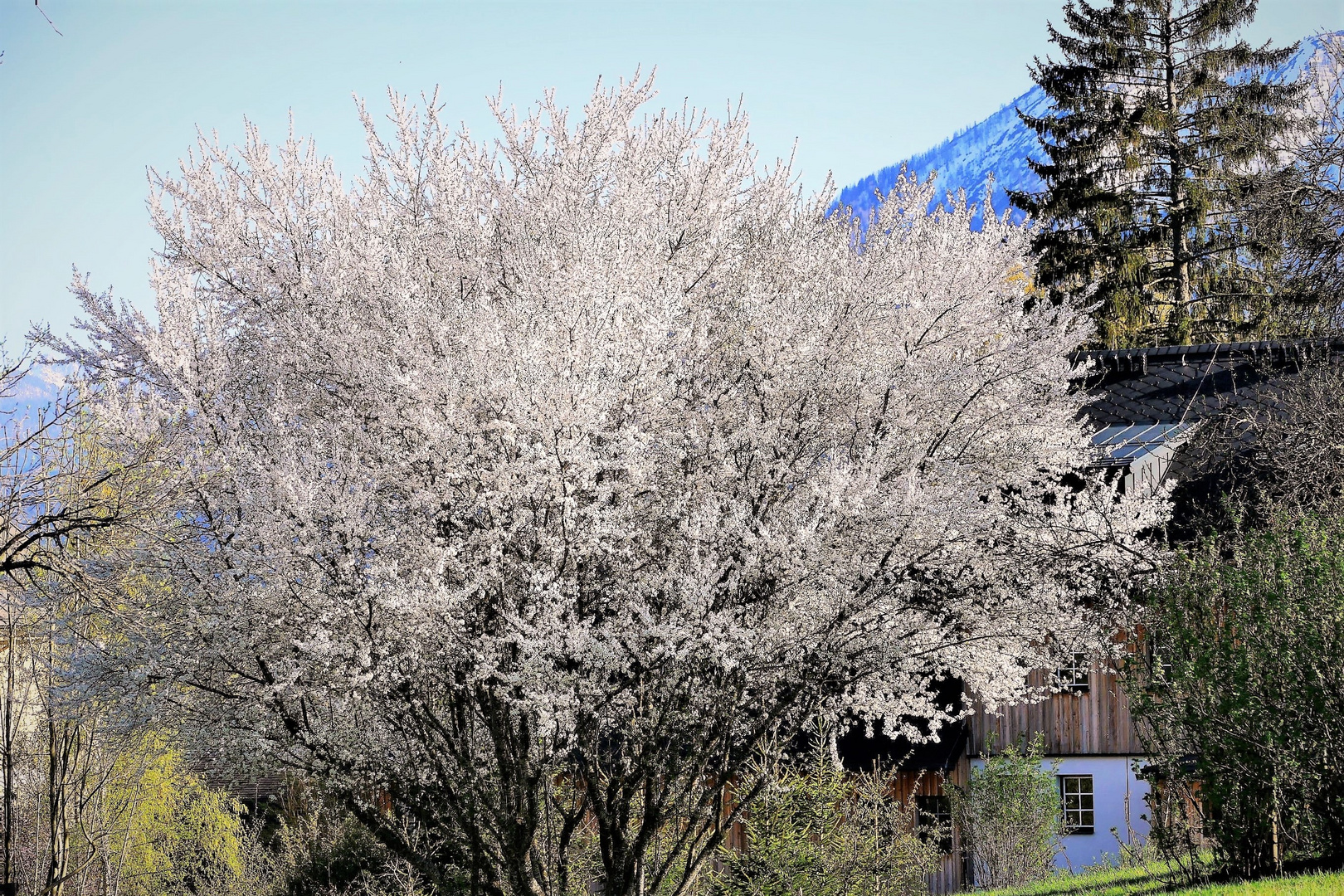 Ein "Kriecherlbaum"