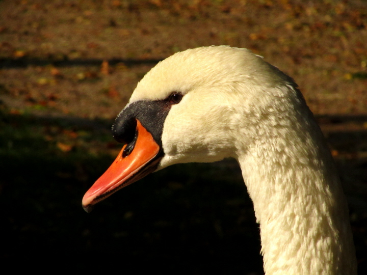 Ein kritischer Blick