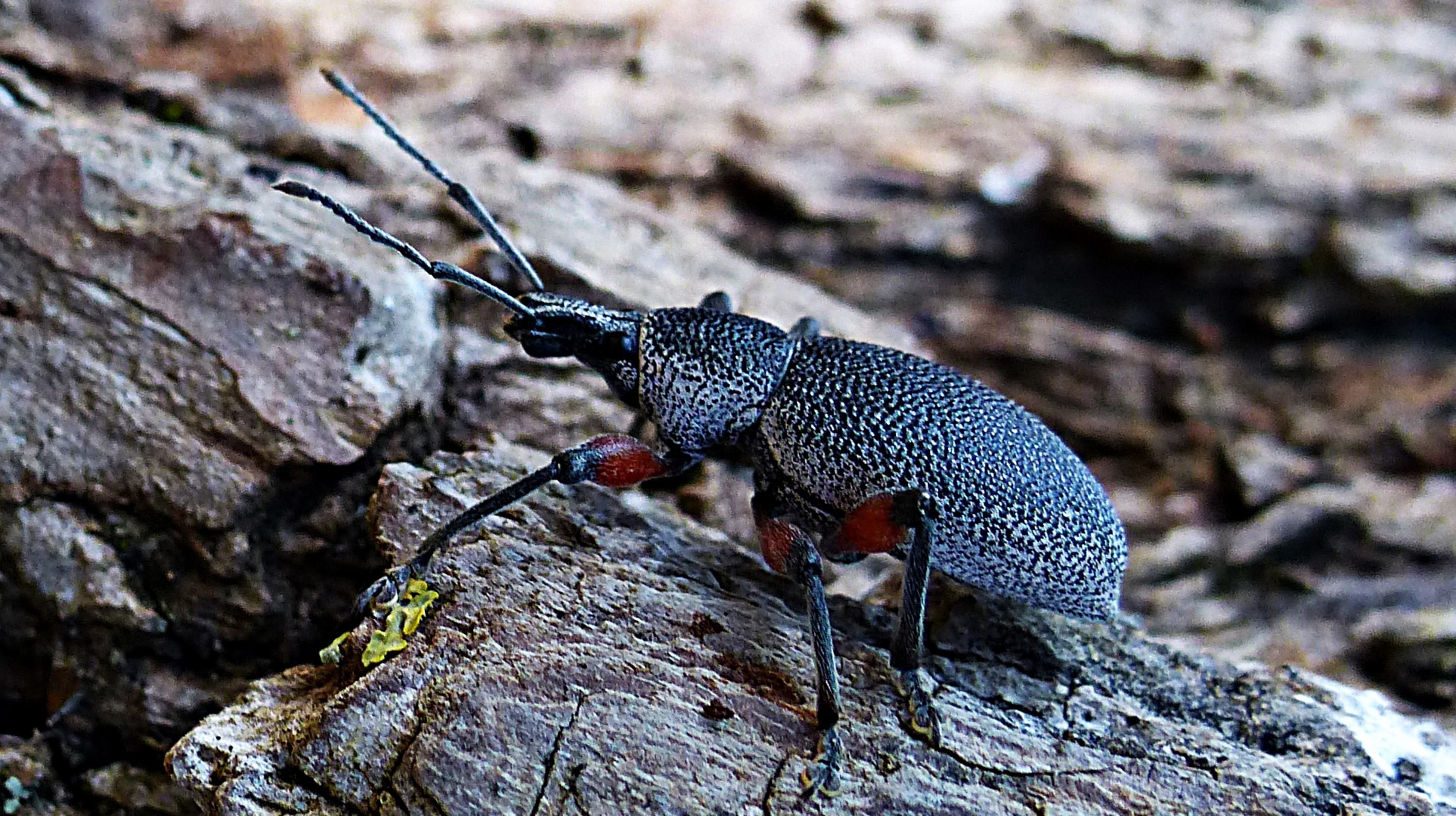 Ein kroatischer Käfer