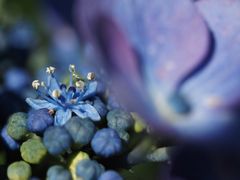 Ein Krönchen im Blau