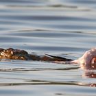 ....ein Kroko im Lake Bogoria.....