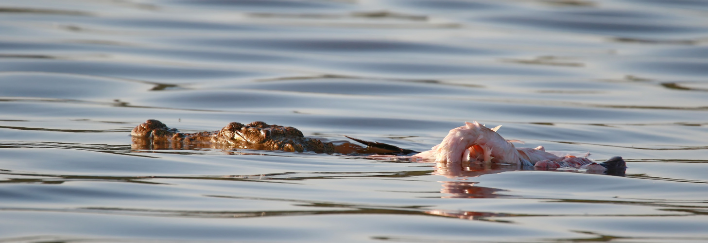 ....ein Kroko im Lake Bogoria.....