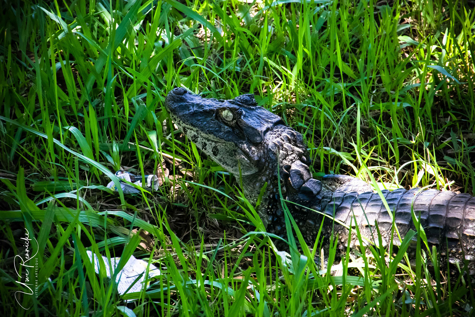 Ein Kroko im Nationalpark Iquazu