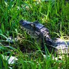 Ein Kroko im Nationalpark Iquazu