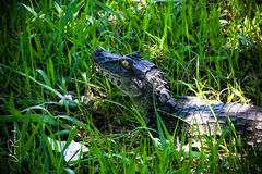 Ein Kroko im Nationalpark Iquazu